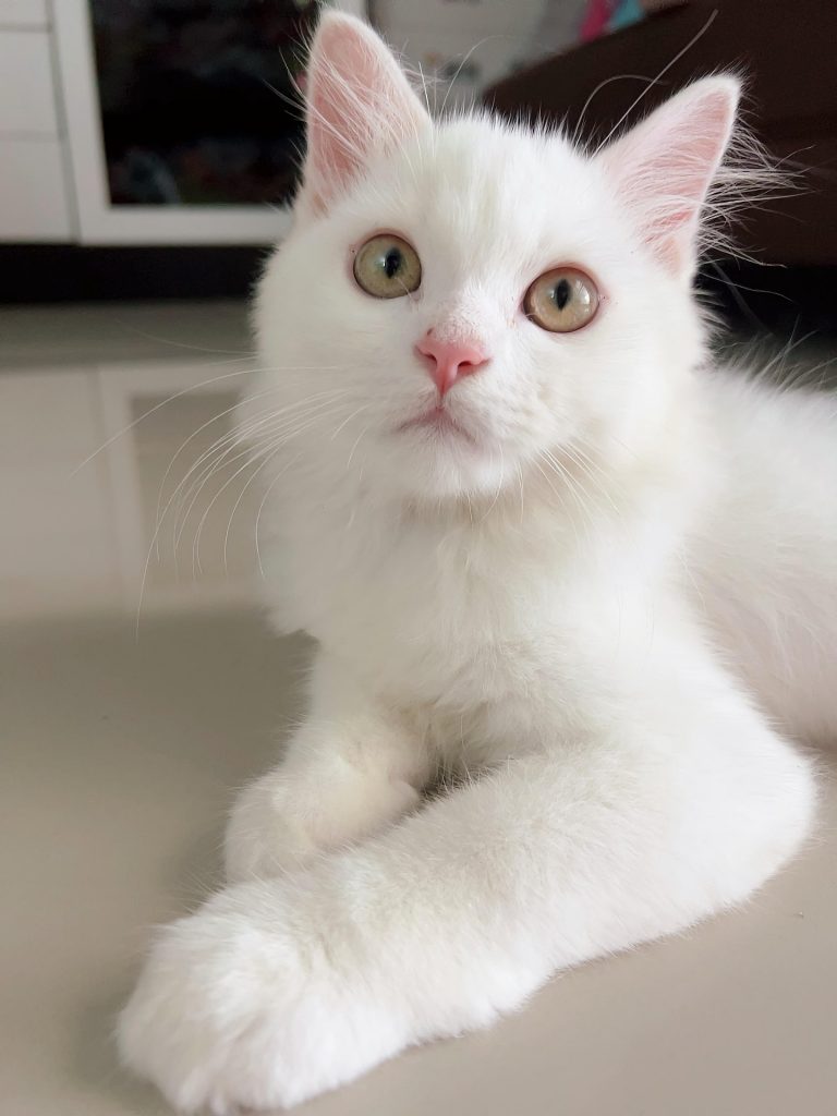 Comportementaliste chat à Alès pour accompagner les problèmes de comportement du chat