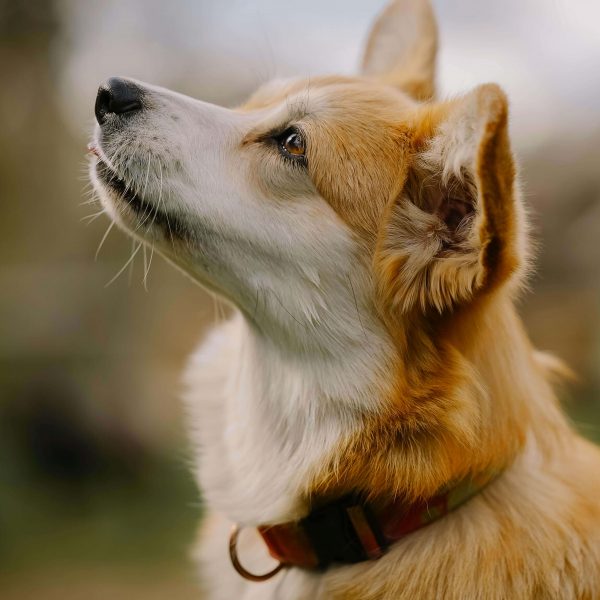 Apprendre à son chien à être à l'écoute en extérieur avec un éducateur canin à Alès