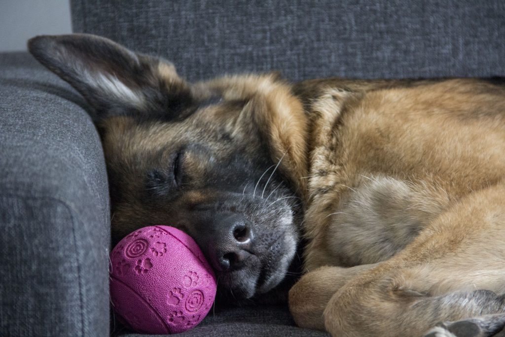 Visite d'animaux à domicile à Allègre-les-Fumades pour chiens et chats pendant vos absences