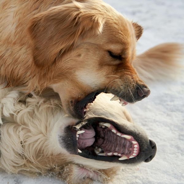 Éducateur canin à Alès accompagnant des chiens présentant un comportement agressif envers les autres chiens