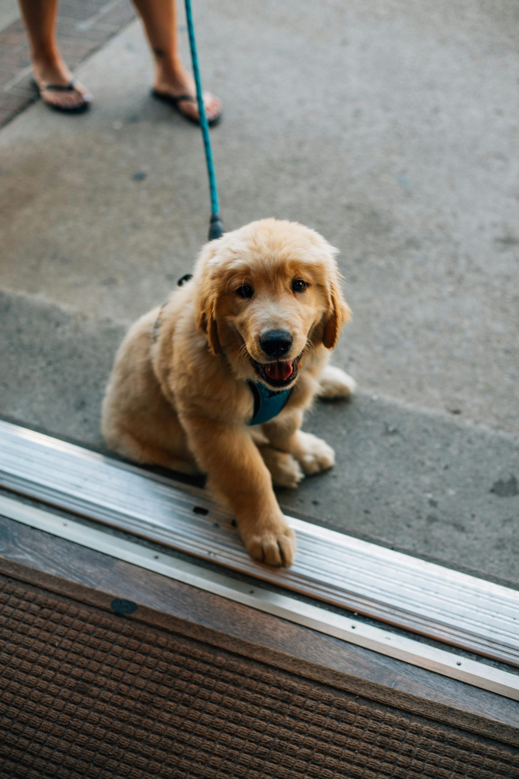 Socialisation du chiot à Alès pour apprendre à évoluer sereinement avec son environnement