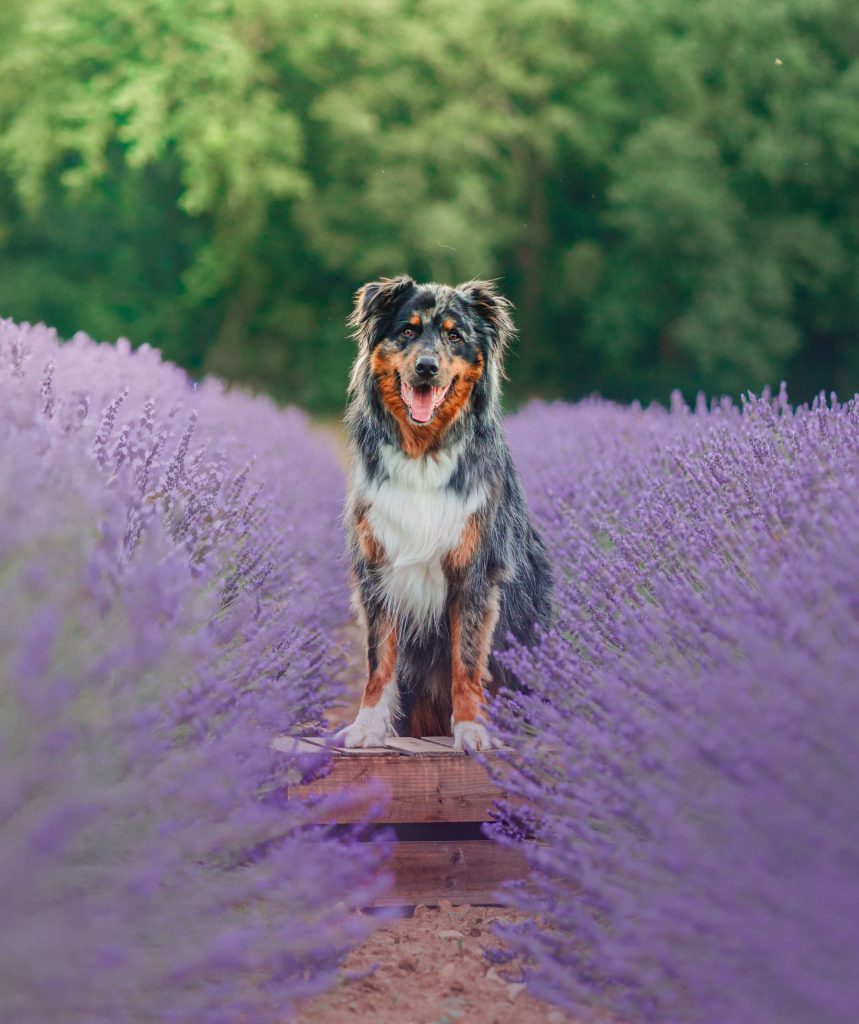 Éducateur canine à Alès accompagnant un chien en extérieur