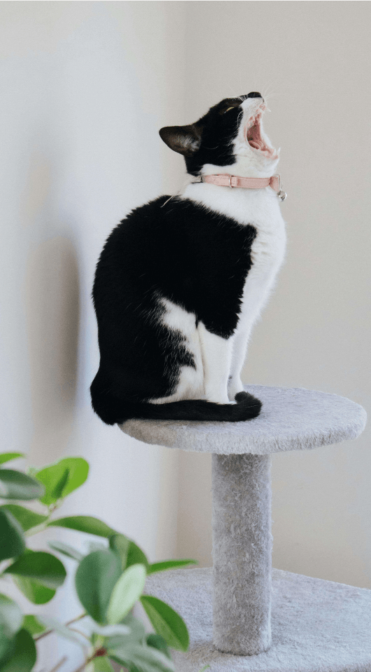 Mon chat est agressif : comportementaliste chat à Alès