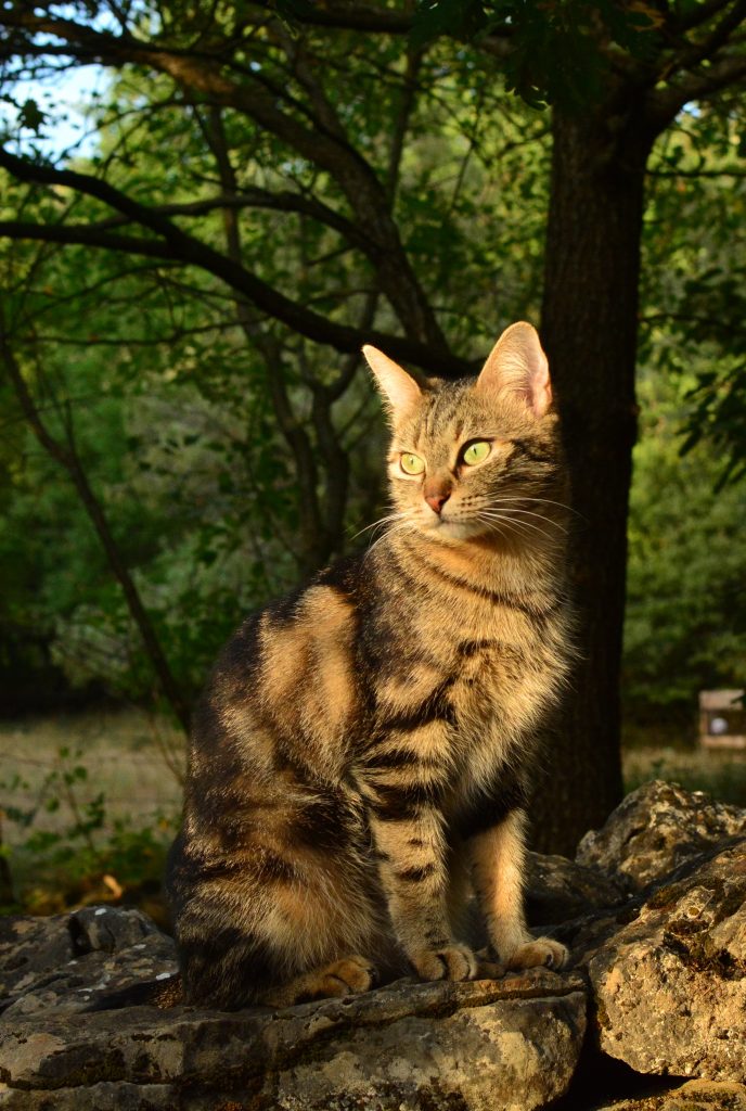 Comportementaliste chat à Alès spécialisée dans le comportement félin