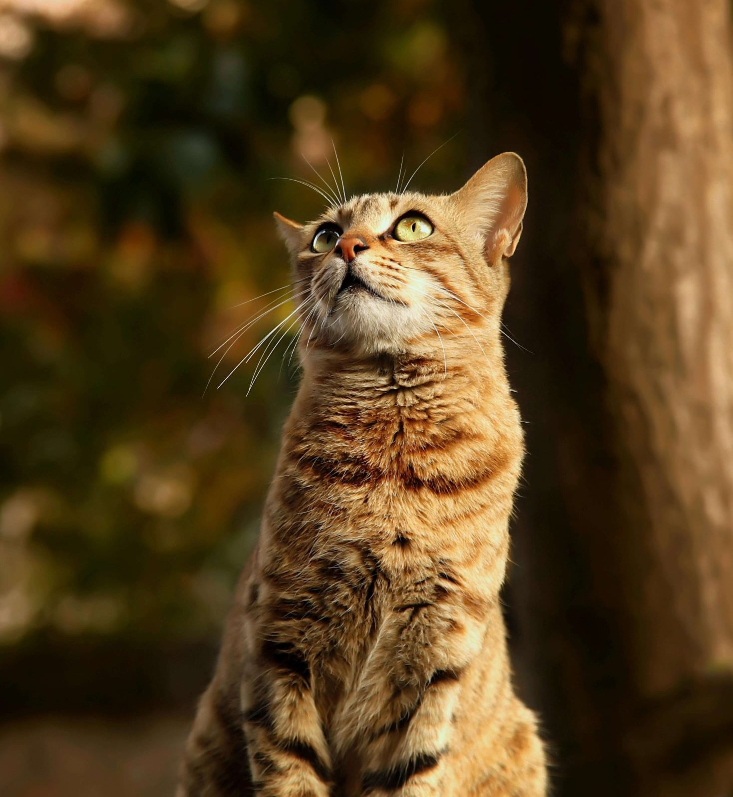 Mon chat attaque : accompagnement par une comportementaliste chat à Alès