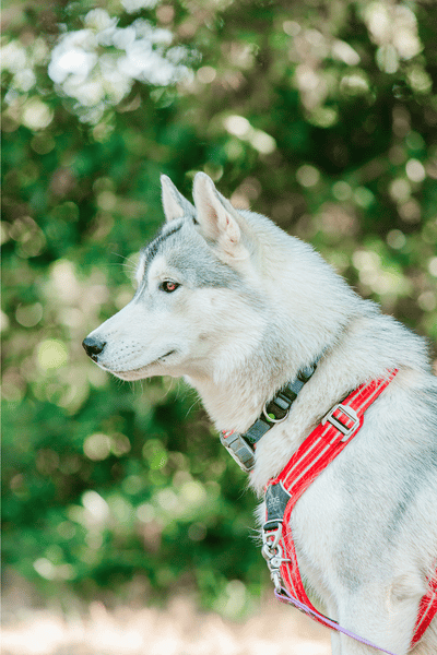 Éducateur canin à Alès pendant une séance d'éducation en extérieur avec un Husky