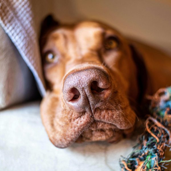 Visite de chien à domicile à Salindre pour préserver ses habitudes