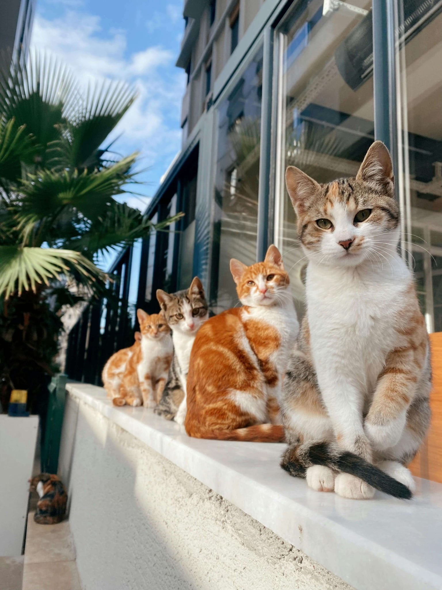 Visite de chats à domicile à Allègre-les-Fumades pendant votre absence