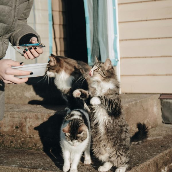 Visite d'animaux à domicile pour nourrir et prendre soin de vos chats pendant vos vacances
