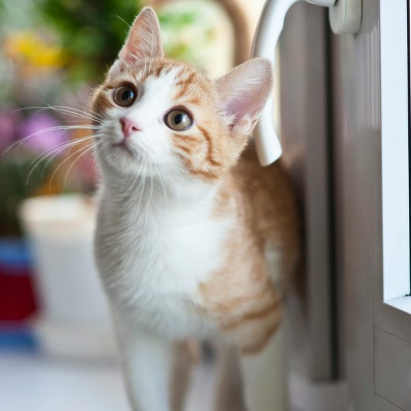 Faire garder son chat à domicile à Rousson en toute confiance