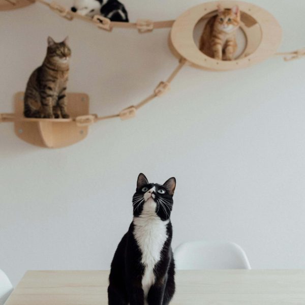 Mes chats ne s'entendent pas : comportementaliste chat à Alès