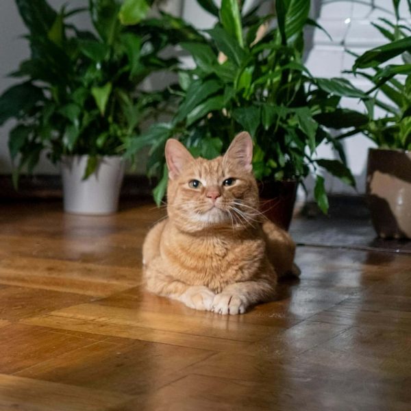 Mon chat fait pipi partout : comportementaliste chat à Alès