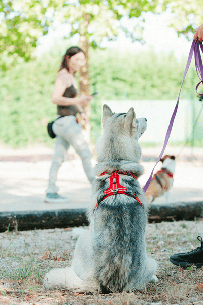 Éducation canine en extérieur à Alès pour apprendre à gérer son chien dans les situations du quotidien