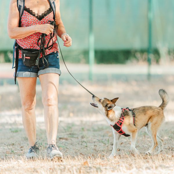 Apprendre à son chien à marcher en laisse à Alès