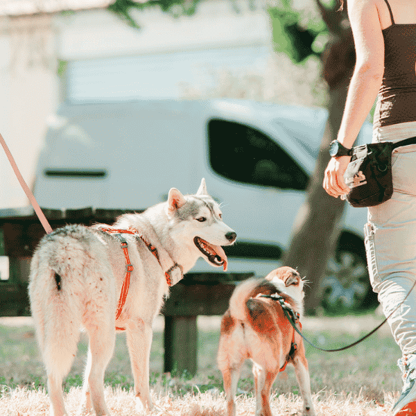 Comportementaliste canin à Alès travaillant le calme entre deux chiens lors d'une séance en extérieur