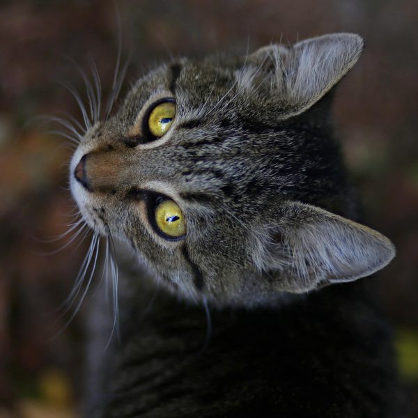 Chat peureux : accompagnement par une comportementaliste chat à Alès